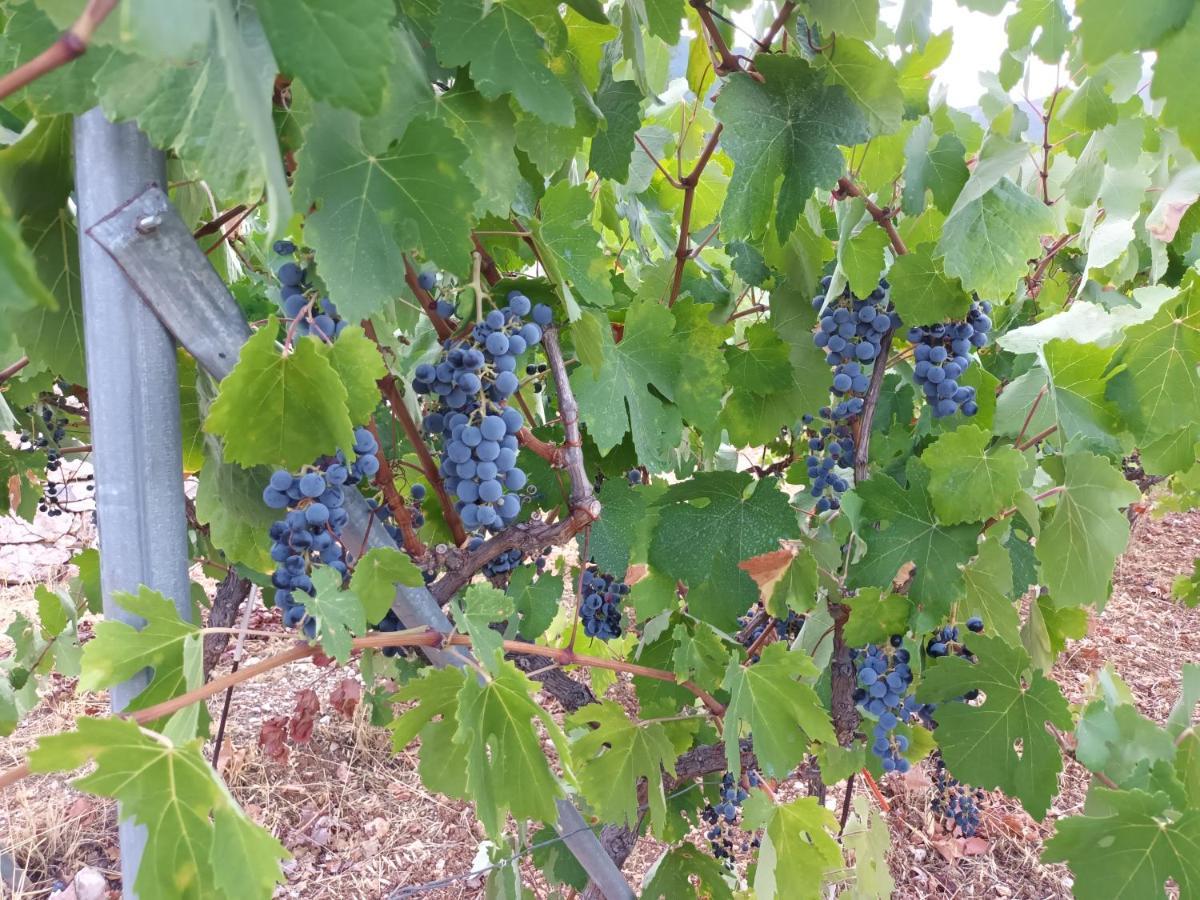 Villa Οίνου Γη Ιθάκη - Winelandithaca à Perachori Extérieur photo