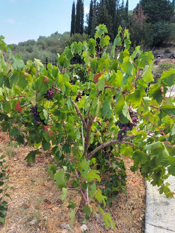 Villa Οίνου Γη Ιθάκη - Winelandithaca à Perachori Extérieur photo