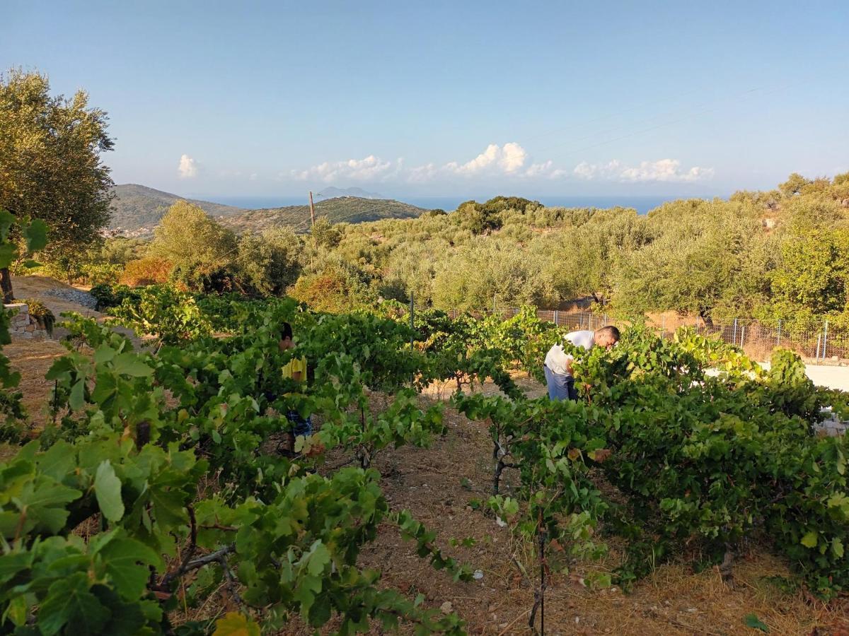 Villa Οίνου Γη Ιθάκη - Winelandithaca à Perachori Extérieur photo