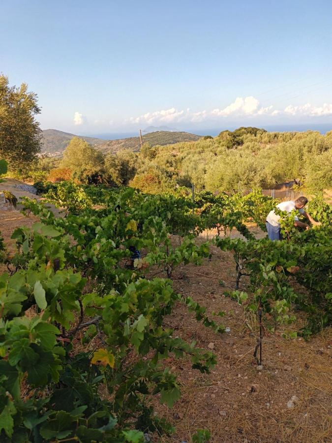 Villa Οίνου Γη Ιθάκη - Winelandithaca à Perachori Extérieur photo